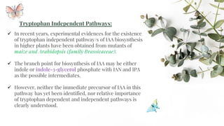 ✓ In recent years, experimental evidences for the existence
of tryptophan independent pathway/s of IAA biosynthesis
in higher plants have been obtained from mutants of
maize and Arabidopsis (family Brassicaceae).
✓ The branch point for biosynthesis of IAA may be either
indole or indole-3-glycerol phosphate with IAN and IPA
as the possible intermediates.
✓ However, neither the immediate precursor of IAA in this
pathway has yet been identified, nor relative importance
of tryptophan dependent and independent pathways is
clearly understood.
 