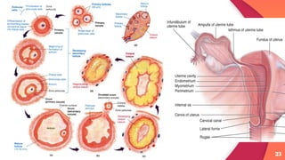 PHYSIOLOGY OF REPRODUCTION | PDF
