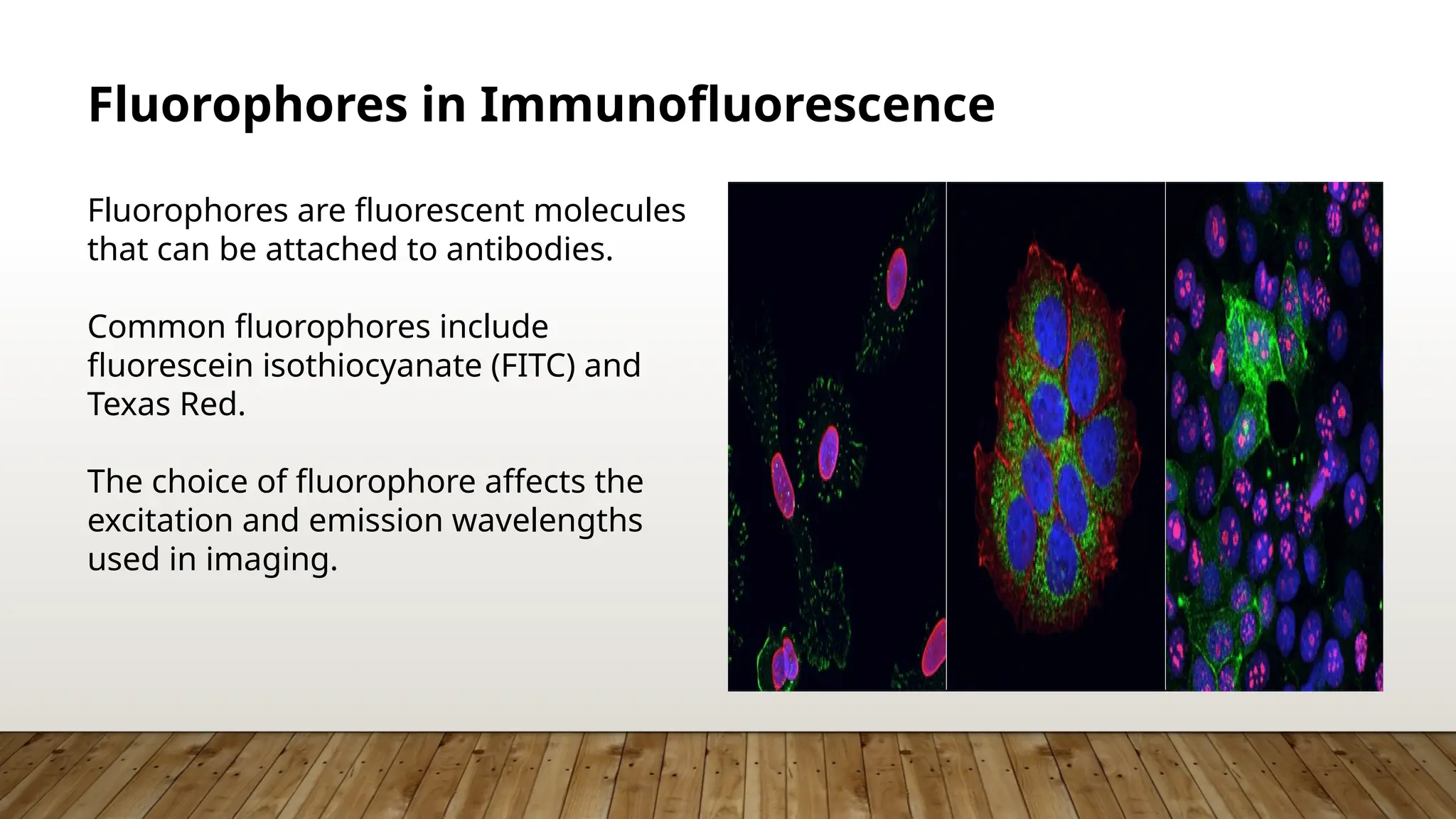 Fluorophores in Immunofluorescence
Fluorophores are fluorescent molecules
that can be attached to antibodies.
Common fluorophores include
fluorescein isothiocyanate (FITC) and
Texas Red.
The choice of fluorophore affects the
excitation and emission wavelengths
used in imaging.
 