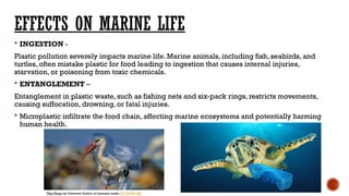 plastic pollution and its impact on marine drive .pptx