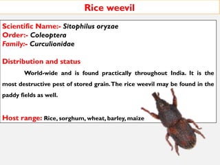Rice weevil
Scientific Name:- Sitophilus oryzae
Order:- Coleoptera
Family:- Curculionidae
Distribution and status
World-wide and is found practically throughout India. It is the
most destructive pest of stored grain.The rice weevil may be found in the
paddy fields as well.
Host range: Rice, sorghum, wheat, barley, maize
 