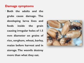 Damage symptoms
• Both the adults and the
grubs cause damage. The
developing larva lives and
feeds inside the grain
causing irregular holes of 1.5
mm diameter on grains of
rice, sorghum, wheat, barley,
maize before harvest and in
storage. The weevils destroy
more than what they eat.
 