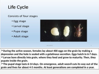 During the active season, females lay about 400 eggs on the grain by making a
depression and the hole is sealed with a gelatinous secretion. Eggs hatch in 6-7 days.
Larvae bore directly into grain, where they feed and grow to maturity. Then, they
pupate inside the grain.
The pupal stage lasts 6-14 days. On emergence, adult weevil cuts its way out of the
grain and lives for about 4-5 months. At least generations are completed in a year.
 