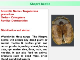 Scientific Name:-Trogoderma
granarium
Order:- Coleoptera
Family:- Dermestidae
Distribution and status:
Worldwide Host range The Khapra
beetle will attack any dried plant or
animal matter. It prefers grain and
cereal products, mainly wheat, barley,
oats, rye, maize, rice, flour, malt, and
noodles. It can also feed on animal
products such as dead mice, dried
blood, and dried insects
Khapra beetle
 