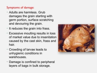 Symptoms of damage:
• Adults are harmless. Grub
damages the grain starting with
germ portion, surface scratching
and devouring the grain.
• It reduces the grain into frass.
• Excessive moulting results in loss
of market value due to insanitation
caused by the cast skin, frass and
hair.
• Crowding of larvae leads to
unhygienic conditions in
warehouses.
• Damage is confined to peripheral
layers of bags in bulk storage.
 