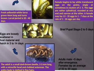 Female begins to lay white translucent
eggs on the grains, singly or
sometimes in clusters of 2 5. The eggs
are rather cylindrical, rounded at one
end and narrow at the other. A female
may lay 13 - 35 eggs in 1 - 7 days at the
rate of 1 - 26 eggs per day.
Fresh yellowish-white larva
grows 4mm long and turns
brown. Larval period is 20 - 40
days
The adult is a small dark-brown beetle, 2-3 mm long,
with a retractile head and clubbed antennae. The
entire body is clothed in fine hairs.
 