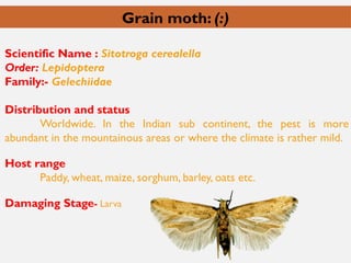 Grain moth: (:)
Scientific Name : Sitotroga cerealella
Order: Lepidoptera
Family:- Gelechiidae
Distribution and status
Worldwide. In the Indian sub continent, the pest is more
abundant in the mountainous areas or where the climate is rather mild.
Host range
Paddy, wheat, maize, sorghum, barley, oats etc.
Damaging Stage- Larva
 