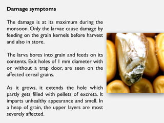Damage symptoms
The damage is at its maximum during the
monsoon. Only the larvae cause damage by
feeding on the grain kernels before harvest
and also in store.
The larva bores into grain and feeds on its
contents. Exit holes of 1 mm diameter with
or without a trap door, are seen on the
affected cereal grains.
As it grows, it extends the hole which
partly gets filled with pellets of excreta. It
imparts unhealthy appearance and smell. In
a heap of grain, the upper layers are most
severely affected.
 