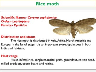 Rice moth
Scientific Name:- Corcyra cephalonica
Order:- Lepidoptera
Family:- Pyralidae
Distribution and status
The rice moth is distributed in Asia,Africa, North America and
Europe. In the larval stage, it is an important stored-grain pest in both
India and Pakistan.
Host range
It also infests rice, sorghum, maize, gram, groundnut, cotton-seed,
milled products, cocoa beans and raisins.
 
