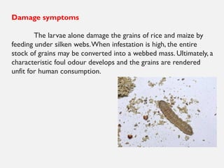 Damage symptoms
The larvae alone damage the grains of rice and maize by
feeding under silken webs.When infestation is high, the entire
stock of grains may be converted into a webbed mass. Ultimately, a
characteristic foul odour develops and the grains are rendered
unfit for human consumption.
 