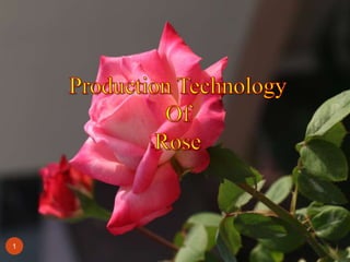 rose production technology | PPTX