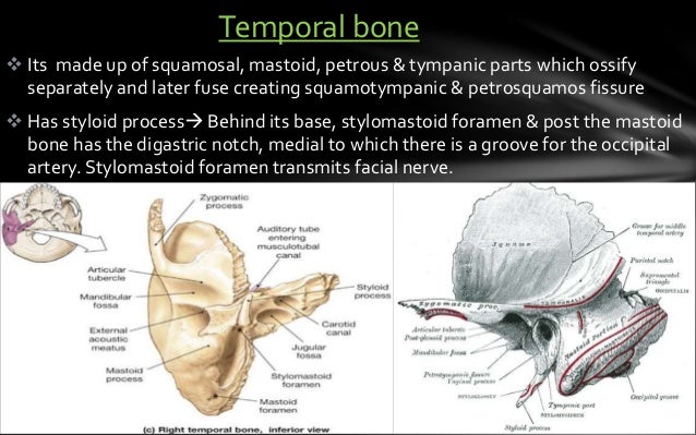 Skull base anatomy by Dr. Aditya Tiwari