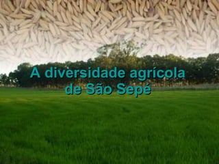 A diversidade agrícola de São Sepé 