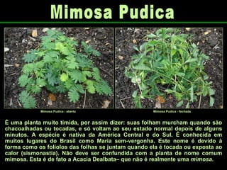É uma planta muito tímida, por assim dizer: suas folham murcham quando são chacoalhadas ou tocadas, e só voltam ao seu estado normal depois de alguns minutos. A espécie é nativa da América Central e do Sul. É conhecida em muitos lugares do Brasil como Maria sem-vergonha. Este nome é devido à forma como os folíolos das folhas se juntam quando ela é tocada ou exposta ao calor (sismonastia). Não deve ser confundida com a planta de nome comum mimosa. Esta é de fato a Acacia Dealbata– que não é realmente uma  mimosa . Mimosa Pudica Mimosa Pudica - aberta Mimosa Pudica - fechada 
