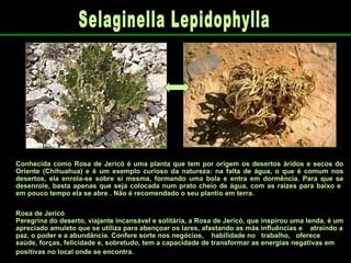 Conhecida como Rosa de Jericó é uma planta que tem por origem os desertos áridos e secos do Oriente (Chihuahua) e é um exemplo curioso da natureza: na falta de água, o que é comum nos desertos, ela enrola-se sobre si mesma, formando uma bola e entra em dormência. Para que se desenrole, basta apenas que seja colocada num prato cheio de água, com as raízes para baixo e  em pouco tempo ela se abre . Não é recomendado o seu plantio em terra. Rosa de Jericó Peregrina do deserto, viajante incansável e solitária, a Rosa de Jericó, que inspirou uma lenda, é um apreciado amuleto que se utiliza para abençoar os lares, afastando as más influências e  atraindo a paz, o poder e a abundância. Confere sorte nos negócios,  habilidade no  trabalho,  oferece saúde, forças, felicidade e, sobretudo, tem a capacidade de transformar as energias negativas em positivas no local onde se encontra.   Selaginella Lepidophylla 