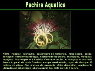 Nome Popular: Munguba, castanheiro-do-maranhão, falso-cacau, cacau-selvagem, castanheira-da-água, castanheiro-de-guiana, mamorana, mungaba, monguba. Sua origem é a América Central e do Sul. A monguba é uma bela árvore tropical, de caule frondoso e copa arredondada, capaz de alcançar 18 metros de altura. São árvores de excelente efeito decorativo, amplamente utilizadas na arborização urbana e rural.   Seu ciclo de vida é perene.  Pachira Aquatica 