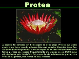 Protea A espécie foi nomeada em homenagem ao deus grego Proteus que podia mudar a sua forma quando quisesse. São nove espécies diferentes dessa flor. As flores duram longo tempo e mesmo depois de se desvanecerem retém sua forma, por isso são usadas frequentemente em arranjos secos. Distribuídas principalmente pelo Hemisfério Sul, é uma família relativamente grande, com cerca de 80 gêneros, mas menos de 2000 espécies.  