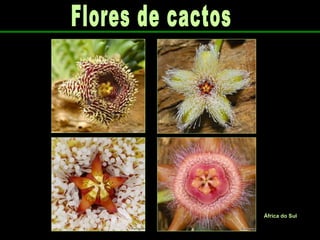 Flores de cactos África do Sul 