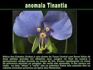 Nativa dos Estados Unidos é uma planta do Texas Central com flores feitas de duas pétalas grandes em alfazema azul; surgem no final do outono e permanecem verdes durante os meses de frio. Cresce rapidamente no início da primavera atraindo os zangões. No verão são sementes. A flor parece um rosto:  os dois "olhos" e "nariz" são os estames! Estes três estames têm os cabelos amarelos próximos ao ápice dos filamentos.  anomala Tinantia  