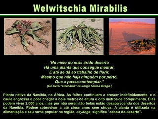 'No meio do mais árido deserto Há uma planta que consegue medrar, E até se dá ao trabalho de florir, Mesmo que não haja ninguém por perto, Que a possa contemplar." (Do livro “Herbário” de Jorge Sousa Braga.( Planta nativa da Namíbia, na África. As folhas continuam a crescer indefinidamente, e o caule engrossa e pode chegar a dois metros de altura e oito metros de comprimento. Elas podem viver 2.000 anos, mas por não serem tão belas estão desaparecendo dos desertos da Namíbia. Podem sobreviver a até cinco anos sem chuva. A planta é utilizada na alimentação e seu nome popular na região,  onyanga , significa "cebola do deserto". Welwitschia Mirabilis  
