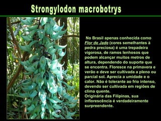   No Brasil apenas conhecida como  Flor de Jade  (cores semelhantes à pedra preciosa) é uma trepadeira vigorosa, de ramos lenhosos que podem alcançar muitos metros de altura, dependendo do suporte que se encontra. Floresce na primavera e verão e deve ser cultivada a pleno ou parcial sol. Aprecia a umidade e o calor. Não é tolerante ao frio intenso, devendo ser cultivada em regiões de clima quente.  Originária das Filipinas, sua inflorescência é verdadeiramente surpreendente.  Strongylodon macrobotrys 
