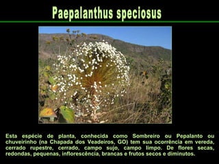 Esta espécie de planta, conhecida como Sombreiro ou Pepalanto ou chuveirinho (na Chapada dos Veadeiros, GO) tem sua ocorrência em vereda, cerrado rupestre, cerrado, campo sujo, campo limpo. De flores secas, redondas, pequenas, inflorescência, brancas e frutos secos e diminutos. Paepalanthus speciosus  