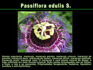 Nomes populares: maracujá, maracujá peroba, maracujá comum, maracujá de ponche, maracujá doce, maracujá de comer, maracujá mirim, maracujá redondo, maracujá preto, maracujá roxo. O maracujá é uma planta natural do Brasil, e hoje cultivada em todo mundo tropical. Suas partes empregadas são as folhas, o fruto, a raiz e as sementes. Propriedades terapêuticas: sedativo, hipnótico, sonífero e anti-helmíntica. Passiflora edulis S. 