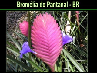 Bromélia do Pantanal - BR 