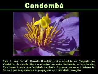 Candombá Esta é uma flor do Cerrado Brasileiro, reina absoluta na Chapada dos Veadeiros. Seu caule libera uma seiva que entra facilmente em combustão. Esta resina é vista com facilidade na planta: é grossa, escura e, infelizmente, faz com que as queimadas se propaguem com facilidade na região. 