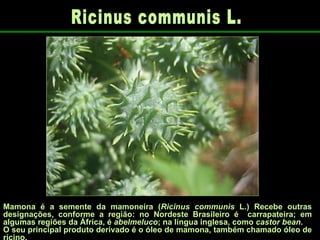 Ricinus communis L.  Mamona é a semente da mamoneira ( Ricinus communis  L.) Recebe outras designações, conforme a região: no Nordeste Brasileiro é  carrapateira; em algumas regiões da África, é  abelmeluco ; na língua inglesa, como  castor bean . O seu principal produto derivado é o óleo de mamona, também chamado óleo de rícino.  