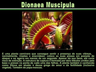 É uma planta carnívora que consegue sentir a presença de suas vítimas,  normalmente, insetos e aracnídeos: coloca as suas presas em posição de ataque e os agarra em menos de um segundo. Apesar da sua fama, ela corre risco de extinção. A estrutura de captura é formada por dois lóbulos unidos pela base e presos na ponta de cada uma das folhas. A planta também é conhecida como Vênus em alusão à deusa grega do amor e da fertilidade (inclusive vegetal). Também de papa-moscas.   Dionaea Muscipula 