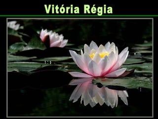 Vitória Régia 