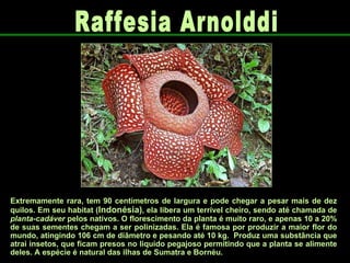 Raffesia Arnolddi Extremamente rara, tem 90 centímetros de largura e pode chegar a pesar mais de dez quilos. Em seu habitat ( Indonésia) , ela libera um terrível cheiro, sendo até chamada de  planta-cadáver  pelos nativos. O florescimento da planta é muito raro, e apenas 10 a 20% de suas sementes chegam a ser polinizadas. Ela é famosa por produzir a maior flor do mundo, atingindo 106 cm de diâmetro e pesando até 10 kg.  Produz uma substância que atrai insetos, que ficam presos no liquido pegajoso permitindo que a planta se alimente deles. A espécie é natural das ilhas de Sumatra e Bornéu.  