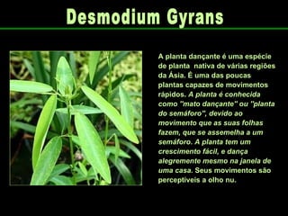 A planta dançante é uma espécie de planta  nativa de várias regiões da Ásia. É uma das poucas plantas capazes de movimentos rápidos.  A planta é conhecida como ''mato dançante'' ou ''planta do semáforo'', devido ao movimento que as suas folhas fazem, que se assemelha a um semáforo. A planta tem um crescimento fácil, e dança alegremente mesmo na janela de uma casa.  Seus movimentos são perceptíveis a olho nu.  Desmodium Gyrans 