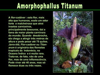 A  flor-cadáver  : esta flor, mais alta que humanos, exala um odor forte  e malcheiroso que atrai insetos carniceiros, principalmente besouros, daí a fama de maior planta carnívora do mundo. Quando  desabrocha, ela chega a atingir três metros de altura e pode pesar até 75 quilos. Jarro-titã ,  Flor-cadáver  ou  Titan-arum  é originária das florestas tropicais da  Indonésia, no Oceano Índico  e é muito rara. Trata-se, de fato, não de uma flor, mas de uma inflorescência. Pode viver até 40 anos, mas só floresce duas ou três vezes. Amorphophallus Titanum 