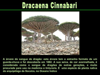 A árvore do sangue de dragão: esta árvore tem o estranho formato de um guarda-chuva e foi descoberta em 1882. A sua seiva, de cor avermelhada, é considerada como o sangue de dragões de outras gerações, e muito procurada para uso na medicina e tinturaria. É   uma espécie de planta nativa do arquipélago de Socotra, no Oceano Índico   Dracaena Cinnabari 
