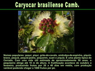 Caryocar brasiliense Camb. Nomes populares: pequi, piqui, grão-de-cavalo, amêndoa-de-espinho, piquiá-bravo, pequiá, pequiá-pedra, pequerim, suari e piquiá. É uma planta típica do Cerrado. Com uma vida útil estimada de aproximadamente 50 anos, o pequizeiro atinge até 10 m de altura. A frutificação acontece de outubro a fevereiro, produzindo frutos por 20 a 40 dias em média, com produção variável podendo chegar a 1000 frutos por pé. 