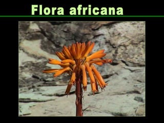 Flora africana 