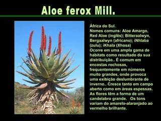 Aloe ferox Mill.  África do Sul.  Nomes comuns: Aloe Amargo, Red Aloe (inglês); Bitteraalwyn, Bergaalwyn (africano); iNhlaba (zulu); iKhala (Xhosa)  Ocorre em uma ampla gama de habitats como resultado da sua  distribuição.. É comum em encostas rochosas, frequentemente em números muito grandes, onde provoca uma exibição deslumbrante de inverno.. Cresce tanto em campo aberto como em áreas espessas. As flores têm a forma de um candelabro grande.  Os tons variam do amarelo-alaranjado ao vermelho brilhante. 