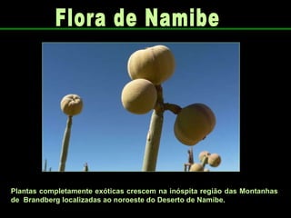 Plantas completamente exóticas crescem na inóspita região das Montanhas de  Brandberg localizadas ao noroeste do Deserto de Namibe.  Flora de Namibe 