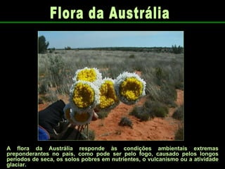 A flora da Austrália responde às condições ambientais extremas preponderantes no país, como pode ser pelo fogo, causado pelos longos períodos de seca, os solos pobres em nutrientes, o vulcanismo ou a atividade glaciar.   Flora da Austrália 
