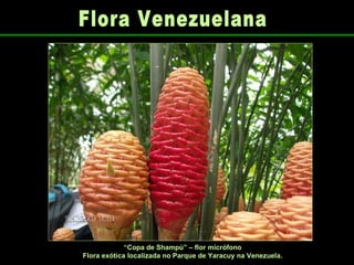 “ Copa de Shampú” – flor micrófono Flora exótica localizada no Parque de Yaracuy na Venezuela. Flora Venezuelana 