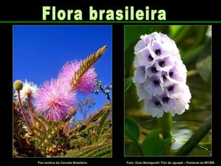 Foto: Guto Bertagnolli: Flor do aguapé – Pantanal do MT/BR.   Flor exótica do Cerrado Brasileiro   Flora brasileira 