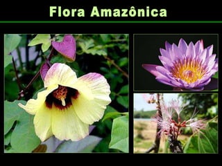 Flora Amazônica 