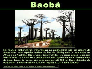 Os baobás, embondeiros, imbondeiros ou calabaceiras são um gênero de árvore com  oito espécies nativas da Ilha de  Madagascar e  existentes na África e na Austrália. São árvores desenvolvidas em zonas áridas, alcançam alturas entre 5 a 25 metros e destacam-se pela capacidade de armazenamento de água dentro do tronco que pode alcançar até 120 mil litros (diâmetro do tronco até 7 metros).Possível fonte de inspiração para Saint Exupéry. Baobá Foto: Ave. Dos Baobás, estrada de terra na região de Menabe,a oeste de Madagascar 
