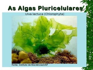 As Algas PluricelularesAs Algas Pluricelulares
Características:
 