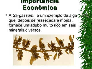 ImportânciaImportância
EconômicaEconômica
 A Sargassum, é um exemplo de alga
que, depois de ressecada e moída,
fornece um adubo muito rico em sais
minerais diversos.
 