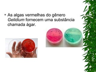  As algas vermelhas do gênero
Gelidium fornecem uma substância
chamada ágar.
 