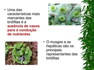  Uma das
características mais
marcantes das
briófitas é a
ausência de vasos
para a condução
de nutrientes
 O musgos e as
hepáticas são os
principais
representantes das
briófitas
 