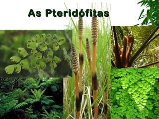 As PteridófitasAs Pteridófitas
 
